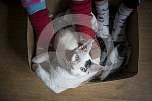 Children care with their winter socks a white cat