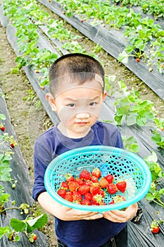 Children carrying Strawberry