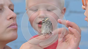 Children caught the sparrow and looked at it in their hands. The concept of respect for nature and animals