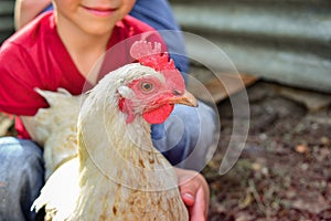 Children and chickens in the hen house, joyful boy holding a chicken in his hands. The concept of man care for nature