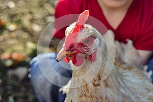 Children and chickens in the hen house, joyful boy holding a chicken in his hands. The concept of man care for nature