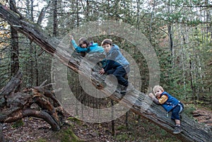 Children climbing to the trunk of a dead tree