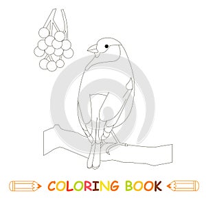 Children coloring page stock vector illustration, bullfinch