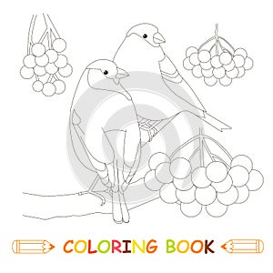 Children coloring page stock vector illustration, two bullfinch, fruits of grass