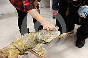 Children in a contact zoo touch a sleeping iguana