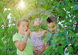 Children eating bing cherries