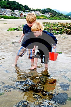 Children Explore Sea life in Tide Pools