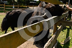 Children are fed green fresh grass by Scottish cows