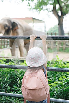Children feed Asian elephants in tropical safari park during summer vacation. Kids watch animals