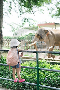 Children feed Asian elephants in tropical safari park during summer vacation. Kids watch animals