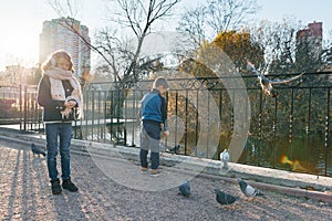 Children feed the birds in the park, little boys and girls feed pigeons, sparrows and ducks in the pond, sunny day in the autumn