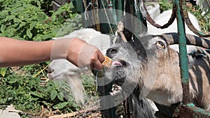 Children feed a goat in a valli re