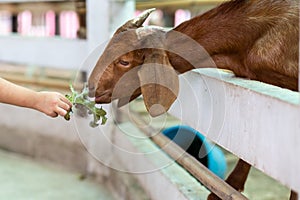 Children feed vegetables to goats on a farm