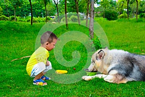 Children feeding Collie Shepherd Dog