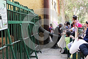 Children feeding elephant