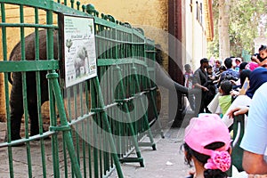 Children feeding elephant