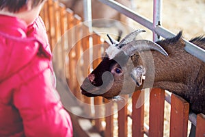 Children, feeding goats on a farm, kids and animal interaction