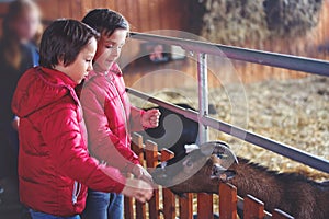 Children, feeding goats on a farm, kids and animal interaction