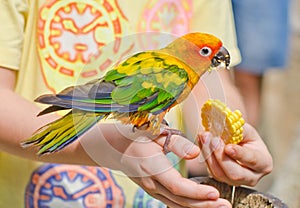 Children feeding a parrot.