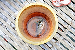 Children fishing from canal and keep fish in plastic tank