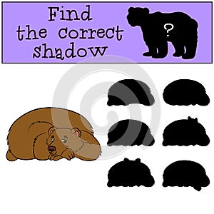 Children games: Find the correct shadow. Cute brown bear.