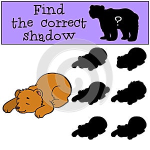 Children games: Find the correct shadow. Little cute baby bear.