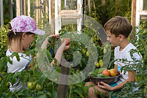 Children gather vegetables harvest. A boy and a girl are working