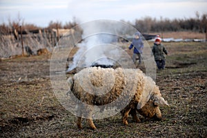 Children graze and play with a large boar and a small suckling pig