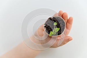 Children hand holding the egg shell with plant in it