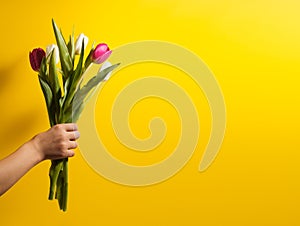 Children hand holding flowers on yellow background. Bouquet of white and pink tulips for Birthday, Happy mothers or