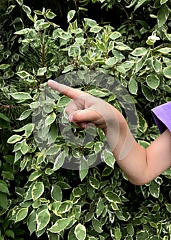 Children hand pointing with index finge on green garden background photo