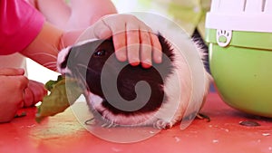 Children hand stroking hamster