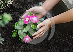 Children hands around green young flower plant