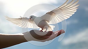 children hands carefully holding and releasing white dove