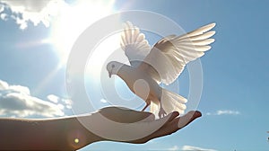 children hands carefully holding and releasing white dove