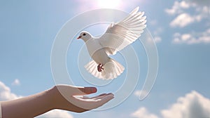 children hands carefully holding and releasing white dove