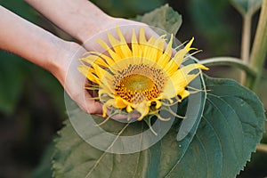 Children hands holding sunflower