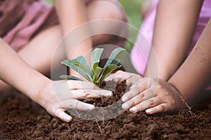 Children hands planting young tree on black soil together