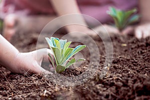 Children hands planting young tree on black soil together