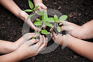 Children hands planting young tree on black soil together