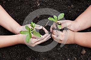 Children hands planting young tree on black soil together