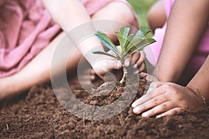 Children hands planting young tree on black soil together