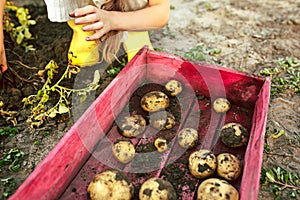 The Children on the harvest of potatoes.