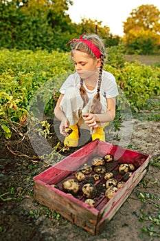 The Children on the harvest of potatoes.