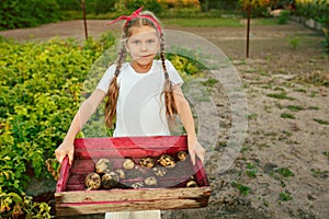 The Children on the harvest of potatoes.