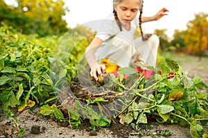 The Children on the harvest of potatoes.