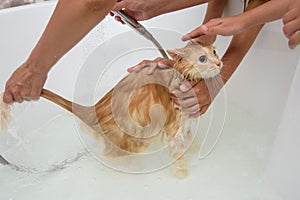 Children help mom bathe a domestic cat in the bathroom