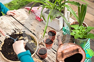 Children help to transplant plants into the ground, in pots. Gardening in the winter garden