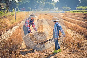 Children helping sweep haystack to pile in rice field of organic farm