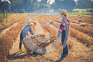 Children helping sweep haystack to pile in rice field of organic farm